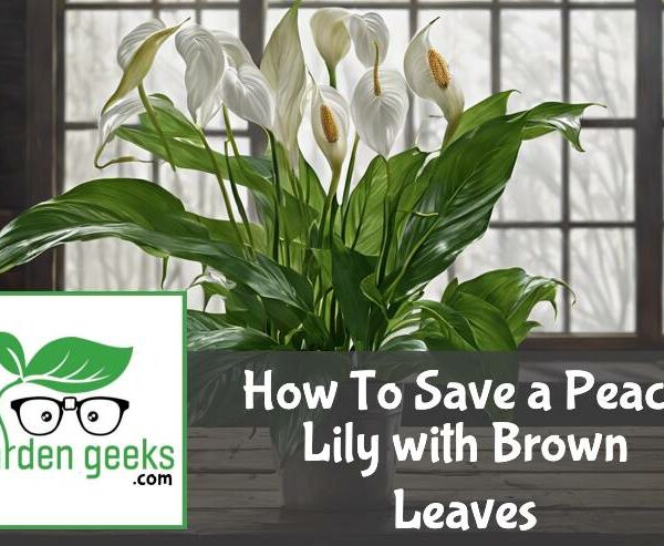 How To Save a Peace Lily with Brown Leaves