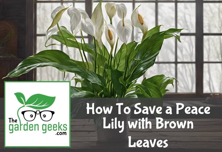 How To Save a Peace Lily with Brown Leaves