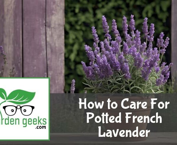 How to Care For Potted French Lavender