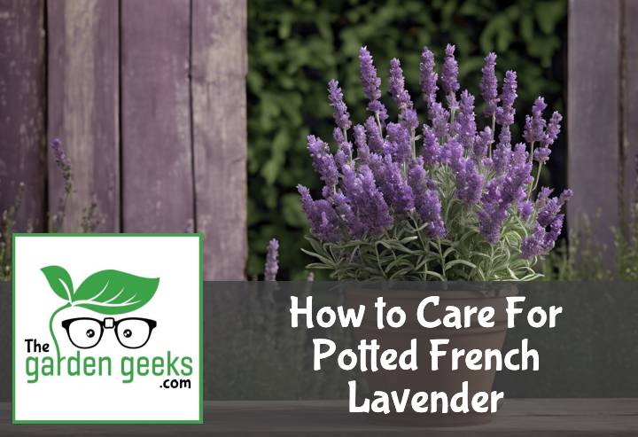 How to Care For Potted French Lavender