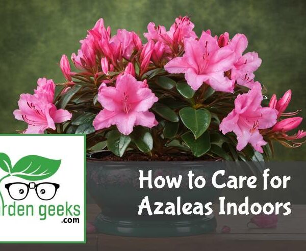 How to Care for Azaleas Indoors