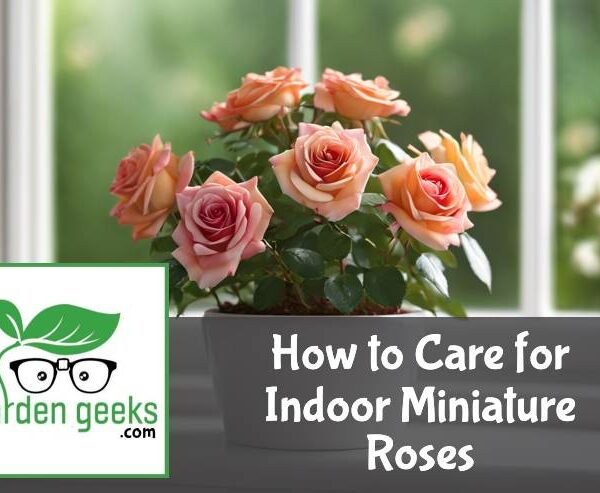 How to Care for Indoor Miniature Roses (10 Tips)