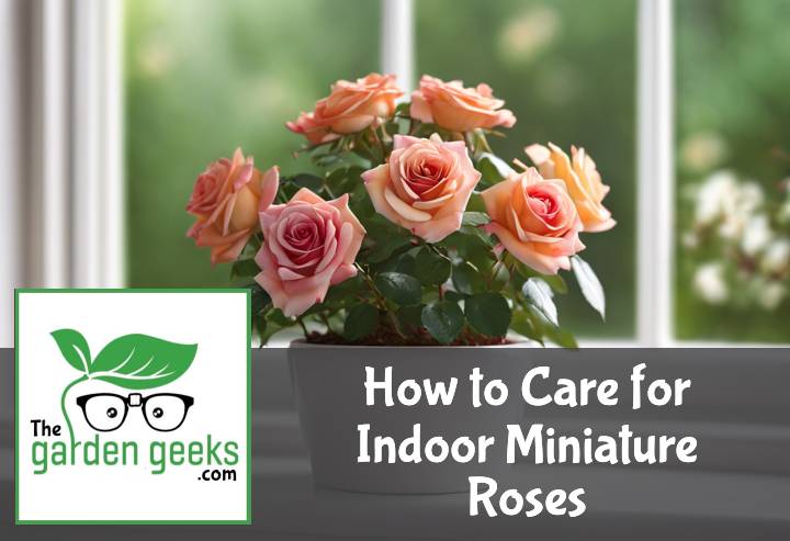 How to Care for Indoor Miniature Roses (10 Tips)