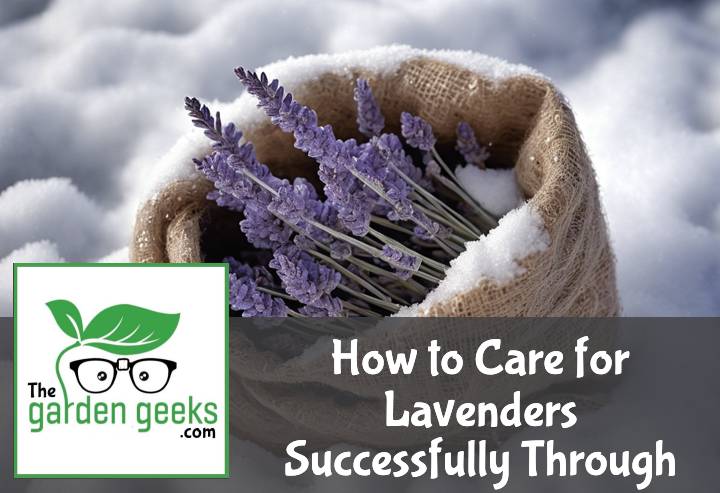 How to Care for Lavenders Successfully Through Winter