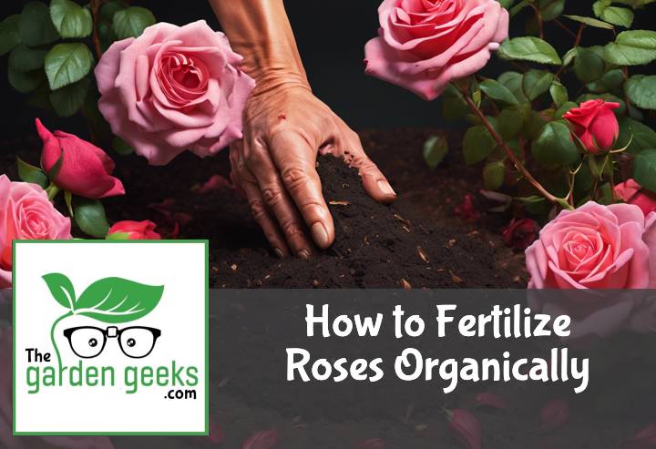 How to Fertilize Roses Organically (5 Methods That Actually Work)