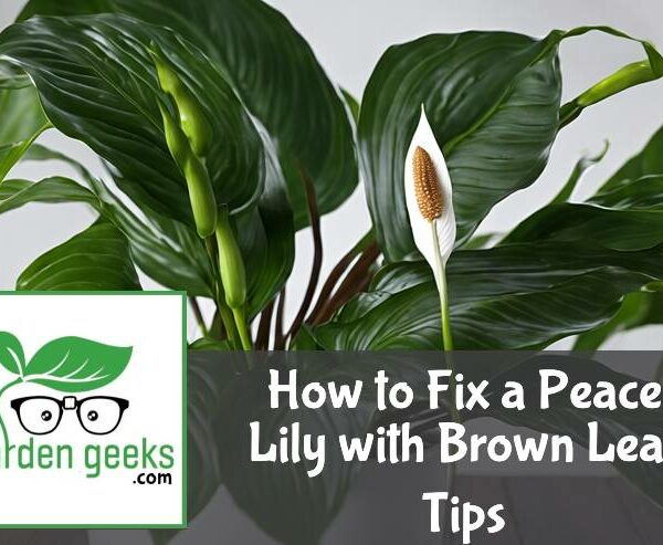 How to Fix a Peace Lily with Brown Leaf Tips