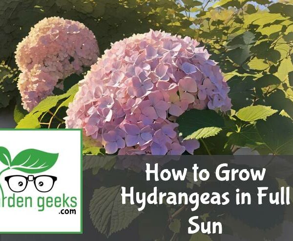 How to Grow Hydrangeas in Full Sun (5 Useful Tips)