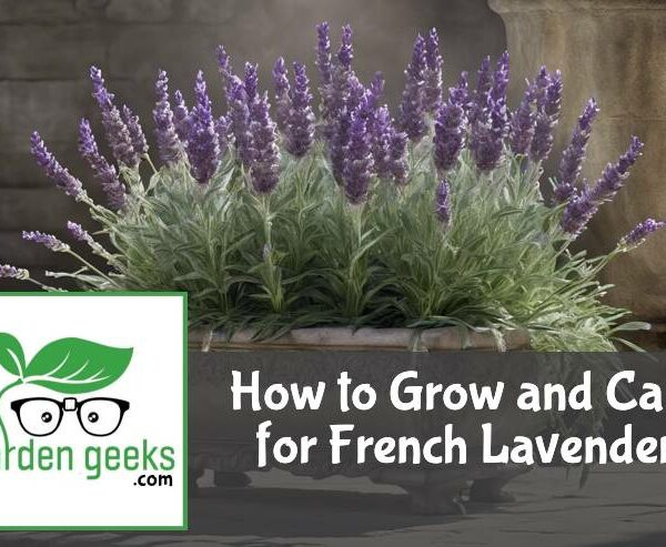 How to Grow and Care for French Lavender