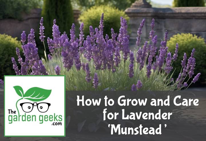 How to Grow and Care for Lavender ‘Munstead’