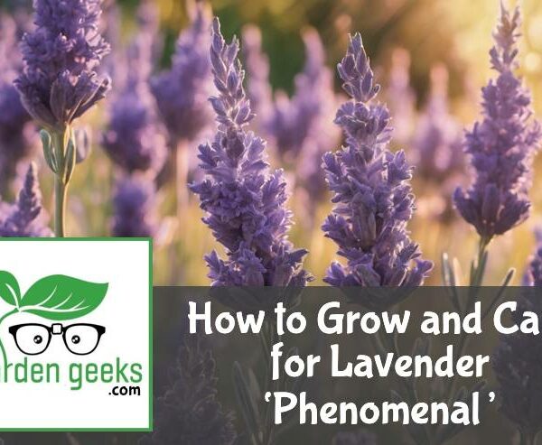 How to Grow and Care for Lavender ‘Phenomenal’