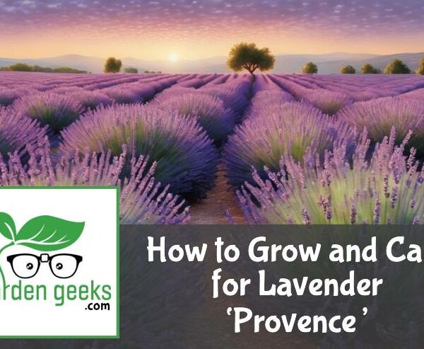 How to Grow and Care for Lavender ‘Provence’