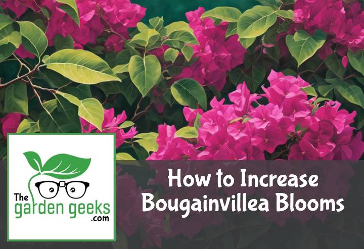 How to Increase Bougainvillea Blooms (7 Methods)
