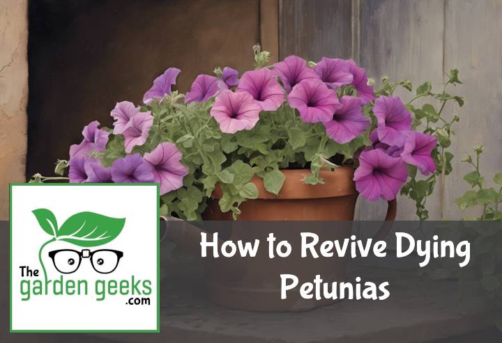 How to Revive Dying Petunias