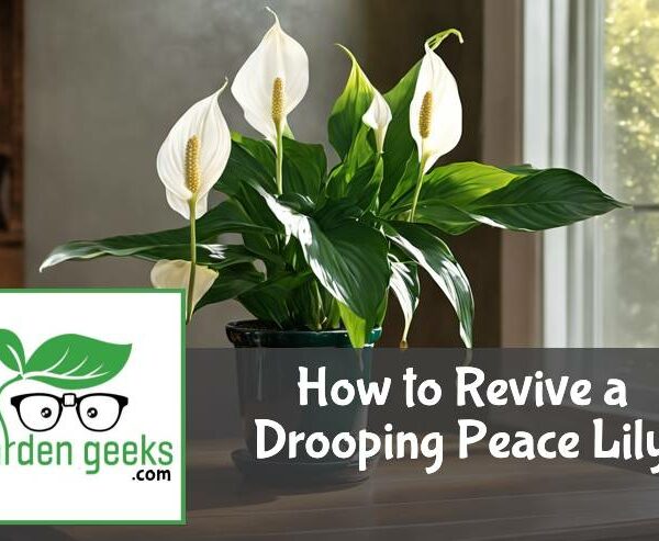 How to Revive a Drooping Peace Lily