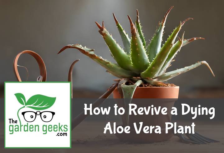 How to Revive a Dying Aloe Vera Plant