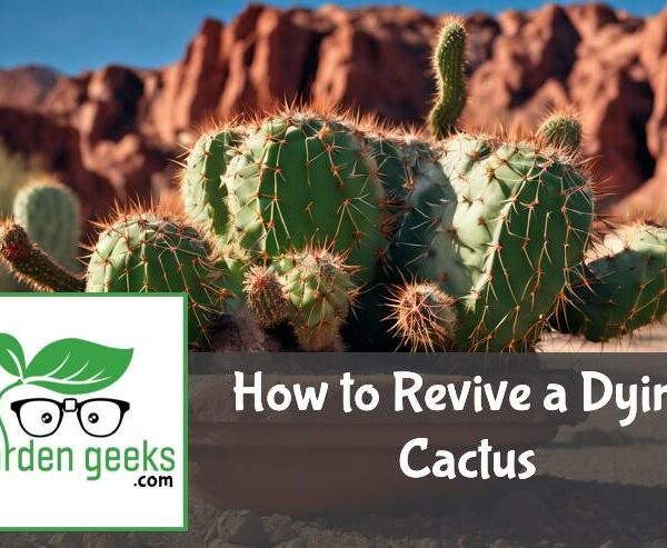 How to Revive a Dying Cactus