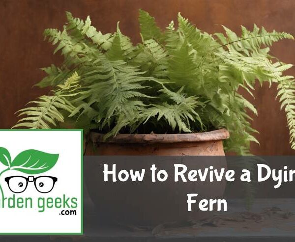 How to Revive a Dying Fern