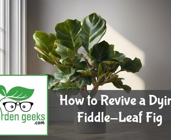 How to Revive a Dying Fiddle-Leaf Fig