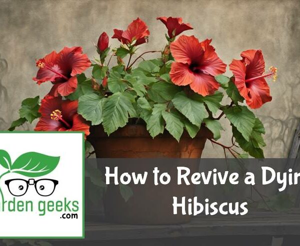 How to Revive a Dying Hibiscus