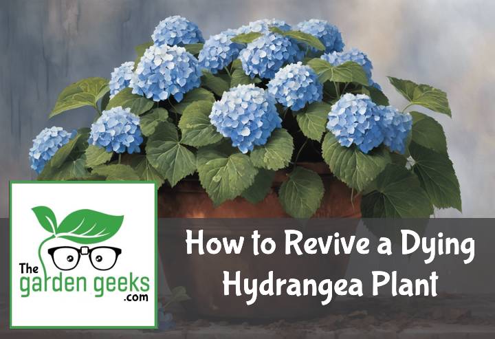 Revive a Dying Hydrangea Plant
