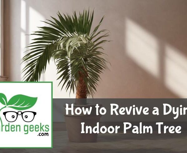 How to Revive a Dying Indoor Palm Tree