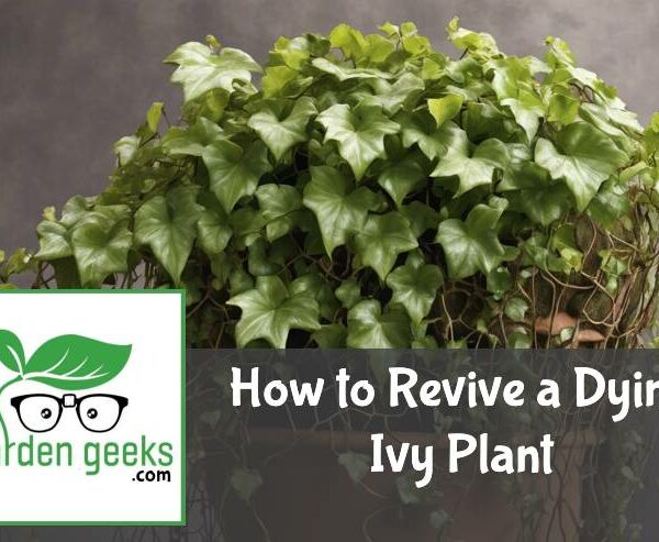 How to Revive a Dying Ivy Plant