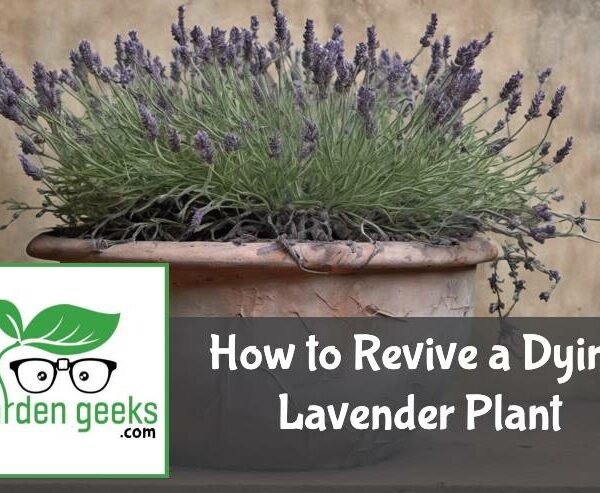 How to Revive a Dying Lavender Plant