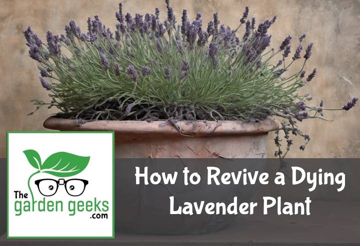 How to Revive a Dying Lavender Plant