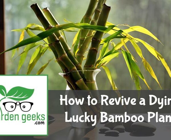 How to Revive a Dying Lucky Bamboo Plant