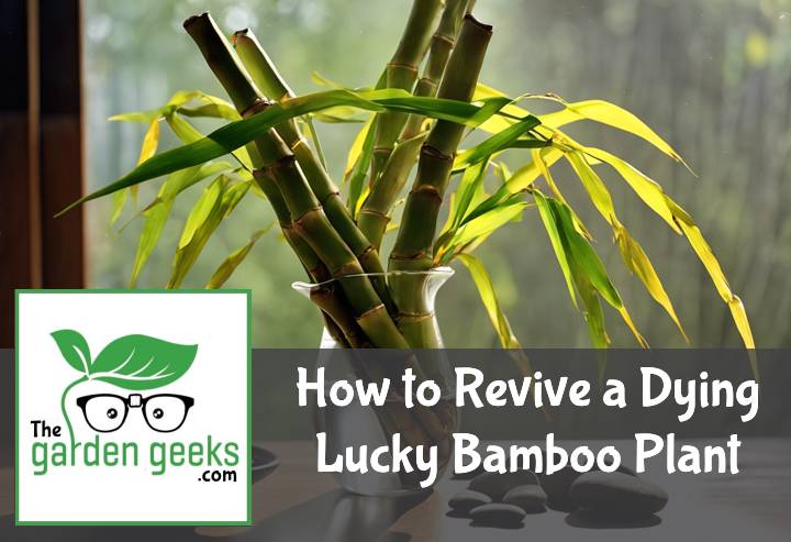 How to Revive a Dying Lucky Bamboo Plant