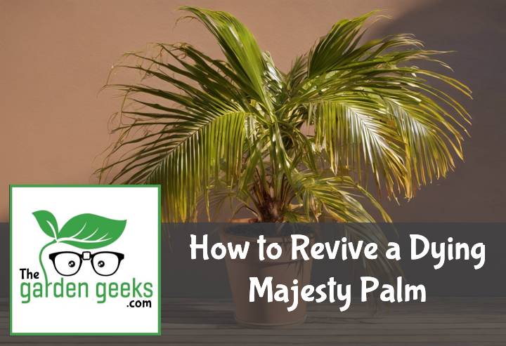 How to Revive a Dying Majesty Palm
