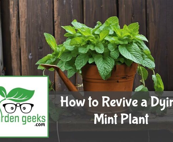 How to Revive a Dying Mint Plant