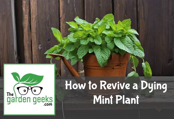 How to Revive a Dying Mint Plant