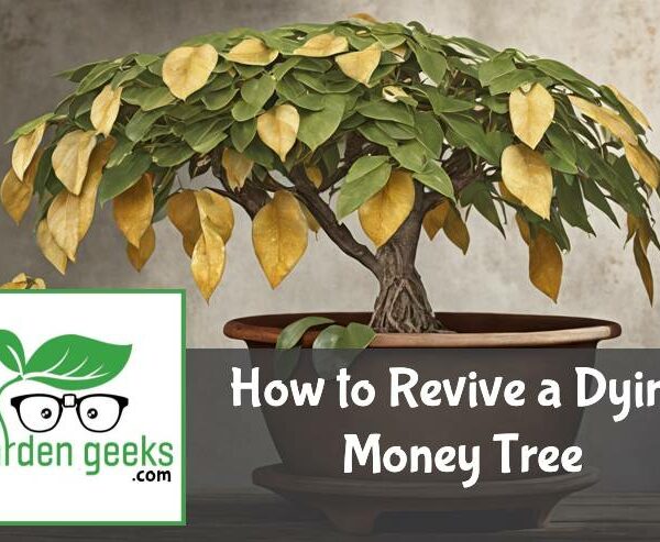 How to Revive a Dying Money Tree