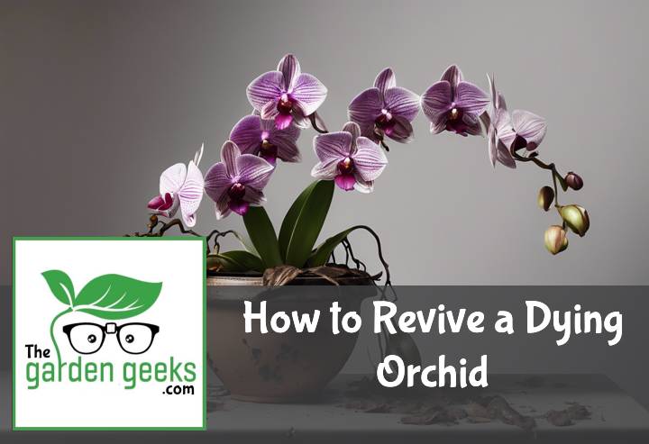 Revive a Dying Orchid