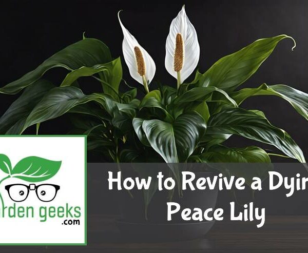 How to Revive a Dying Peace Lily