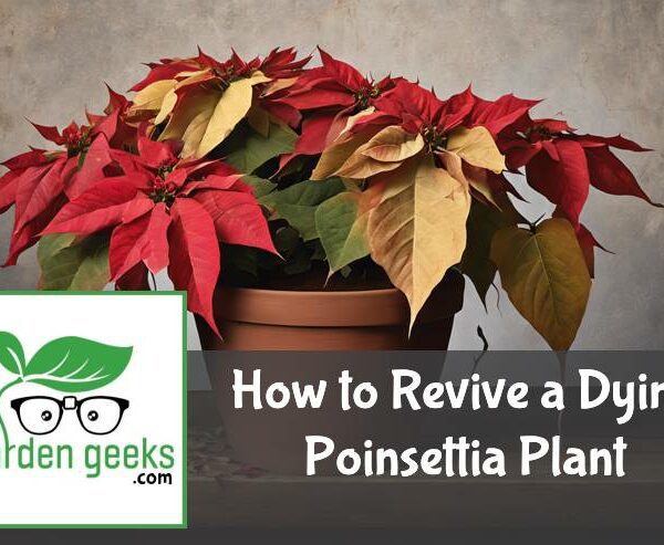 How to Revive a Dying Poinsettia Plant