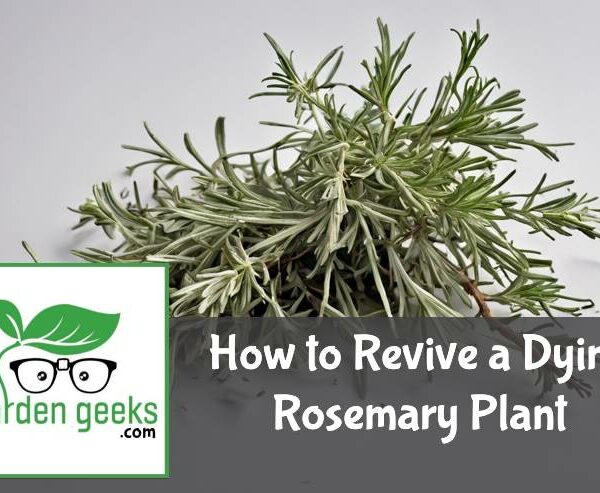 How to Revive a Dying Rosemary Plant