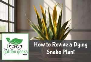 🌸How to Revive a Dying Snake Plant