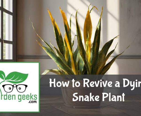How to Revive a Dying Snake Plant