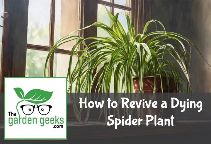 How to Revive a Dying Spider Plant