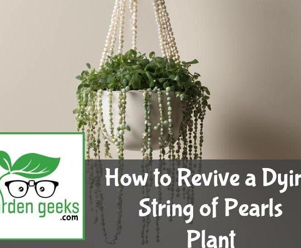 How to Revive a Dying String of Pearls Plant