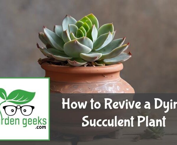How to Revive a Dying Succulent Plant