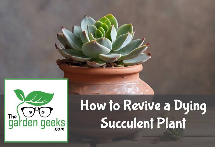 How to Revive a Dying Succulent Plant