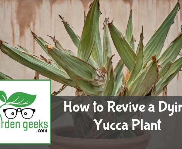 How to Revive a Dying Yucca Plant