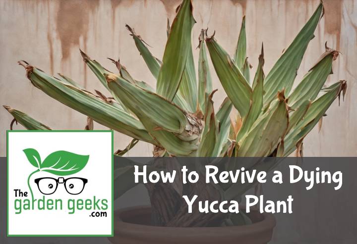 How to Revive a Dying Yucca Plant