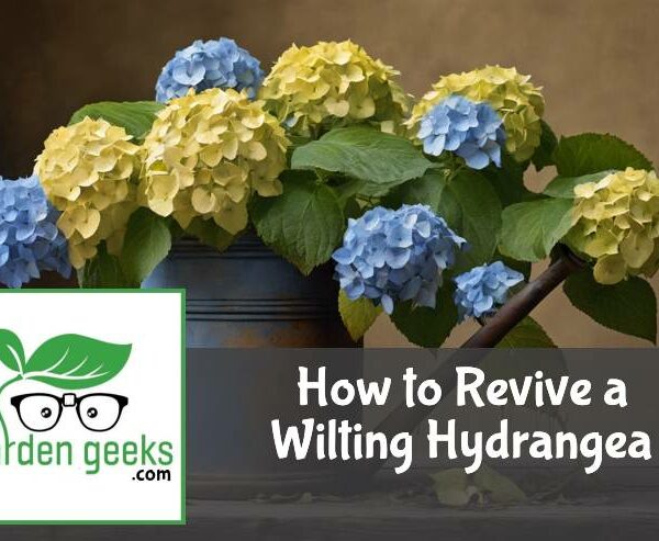 How to Revive a Wilting Hydrangea