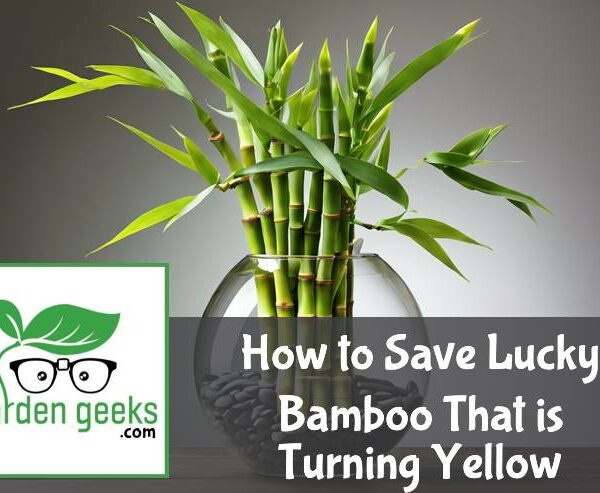 How to Save Lucky Bamboo That is Turning Yellow