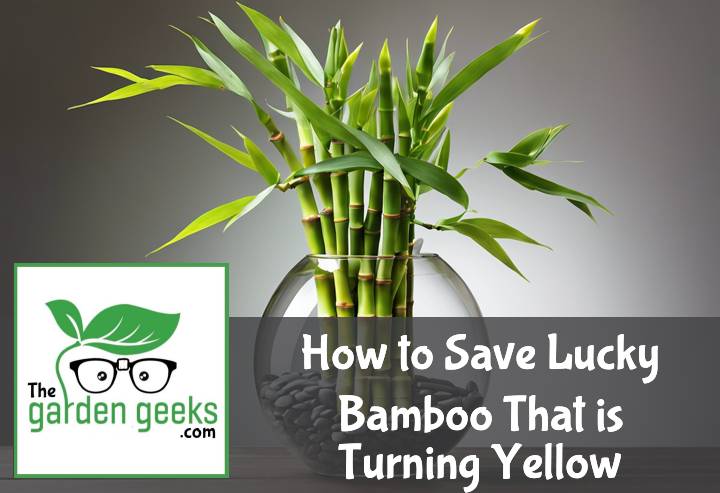 Save Lucky Bamboo