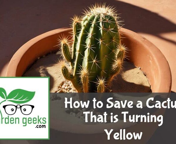 How to Save a Cactus That is Turning Yellow